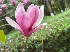 -洛龙公园