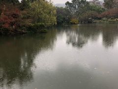 -西湖外事游船(花港观鱼码头)