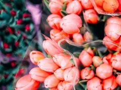 -循礼门鲜花花市(武汉循礼门店)