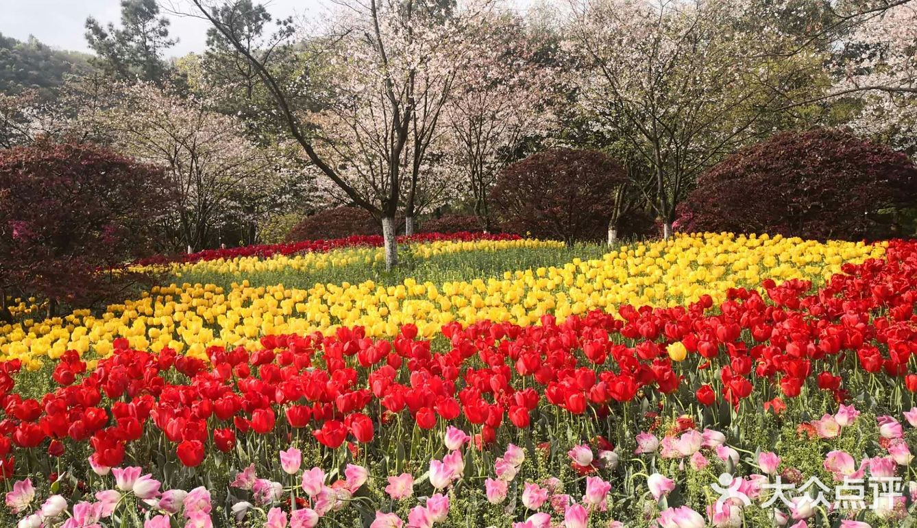 太子湾公园里的鲜花陆续绽放