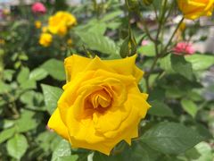 -莲花池公园