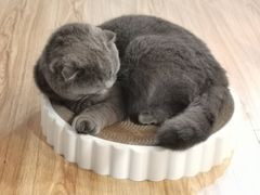 -松果猫咖(桐乡吾悦金街店)