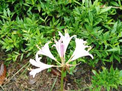 -黄海国家森林公园