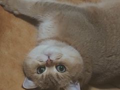 -BABIT巴比特宠物(MOMOPARK店)