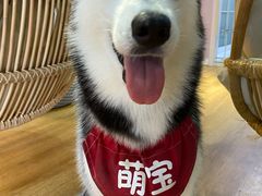 -Husky Go! 哈士奇体验馆·宠物咖啡厅狗咖