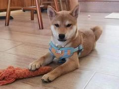 -有猫主题·治愈系猫咖(曾厝垵店)