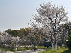 -三垟湿地
