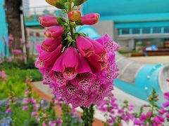 -燕晗山郊野公园