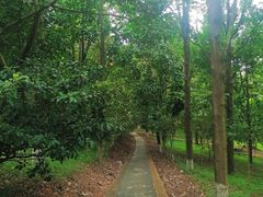 -中山市树木园