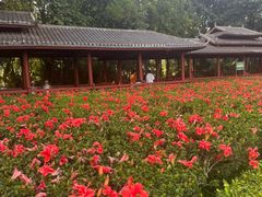-南宁南湖公园