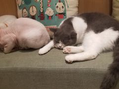 -CAT’S MEWSTAR CAFE·喵星球猫屋(晴湾咖啡店)