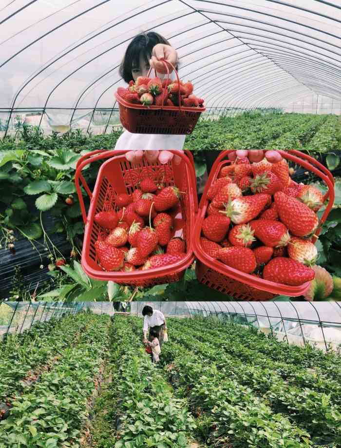 爱心牛奶草莓园-"草莓的季节当然是要摘草莓啦在104国道.