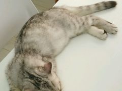 -喵的天空名猫咖啡馆·撸猫·猫舍·用品