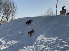 -宠乐会宠物乐园