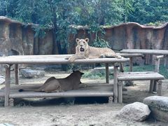 -北京野生动物园