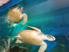 -广东惠东海龟国家级自然保护区