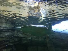 -悉尼海洋生物水族馆
