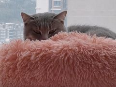 -Catmate·猫肥家润(金润铂宫店)
