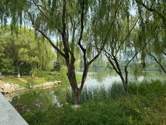 -大兴滨河森林公园