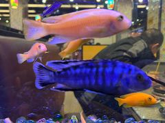 -新辉港式茶餐厅(北栅店)