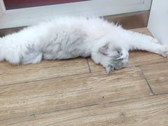 -瑞派·关忠动物医院·异宠专科·犬猫肿瘤·皮肤专科(望京店)