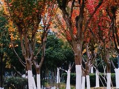 -天鹅湖体育公园