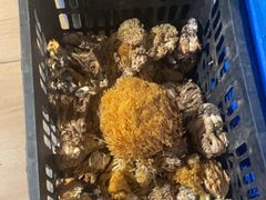 -小志家.野生菌鲜切牦牛肉牛杂火锅