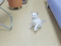 -芭比堂宠物医院·全科爱猫医院·仁德分院