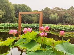 -陈家山荷花公园