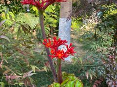 -广州神农草堂中医药博物馆