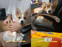 -喜狗宠物生活馆(岳州路店)