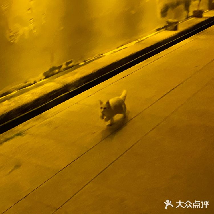 他说这里老房子多，意味着也多
