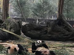 -都江堰中华大熊猫苑