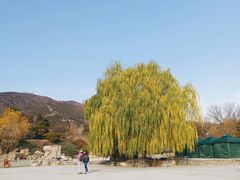 -北京西山国家森林公园