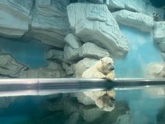 -泉城欧乐堡海洋极地世界