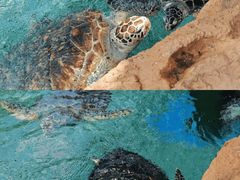 -广州海洋馆