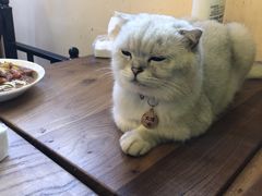 -李小姐の猫咖啡馆(五角场店)