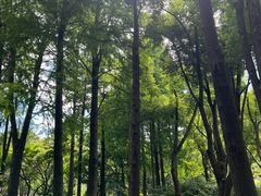 -上海滨江森林公园