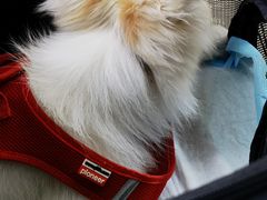 -美联众合动物医院·24h转诊中心
