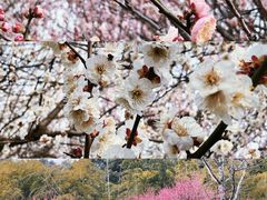 -苏州上方山国家森林公园