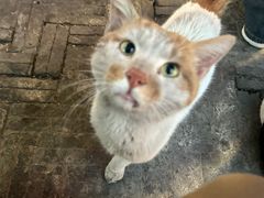 -皮市街大油火烧