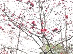-华侨公园