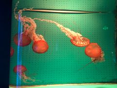 -厦门海底世界