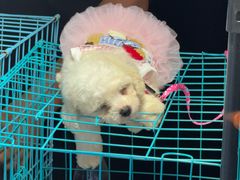 -荷兰街