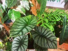 -Rabbit Cafe私房西餐甜点咖啡(栖霞路店)