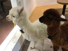 -Heymao猫咖.咖啡厅(东门店)