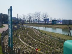 -荷兰花海