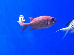 -烟台海昌鲸鲨海洋公园