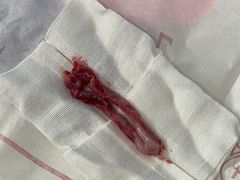 -瑞派福兴宠物医院犬猫全科·骨科·中西医结合(河东店)