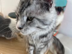 -猫在这儿猫咪咖啡馆·撸猫馆